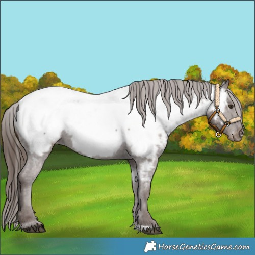 Horse Color:Liver Chestnut Appaloosa 