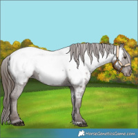Horse Color:Liver Chestnut Near Fewspot 