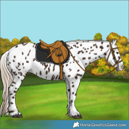 Horse Color:Liver Chestnut Appaloosa 