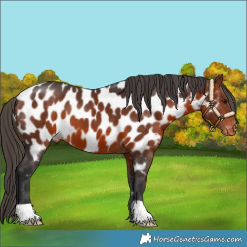 Horse Color:Bay Appaloosa 