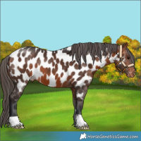 Horse Color:Bay Appaloosa 