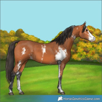 Horse Color:Bay Sabino 