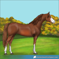 Horse Color:Chestnut Sabino 