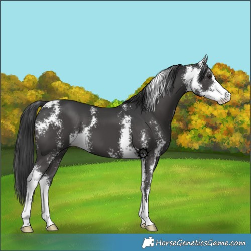 Horse Color:Black Sabino 
