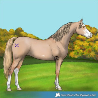 Horse Color:Red Dun Sabino 