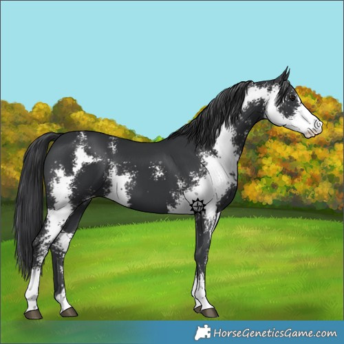 Horse Color:Black Sabino