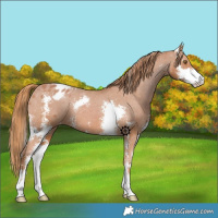 Horse Color:Chestnut Sabino Appaloosa 