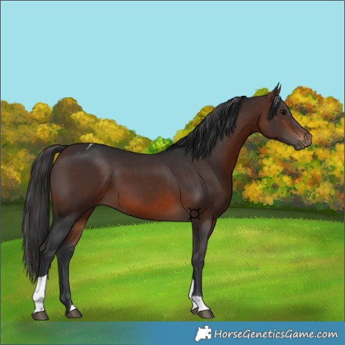 Horse Color:Brown Tobiano 
