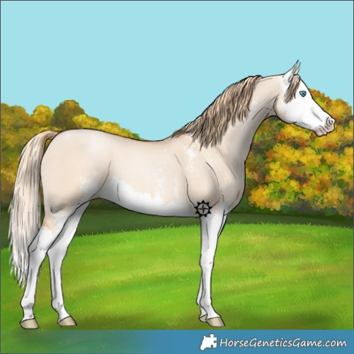 Horse Color:Gold Champagne Dun Sabino Splash 