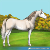 Horse Color:Gold Champagne Dun Sabino Splash