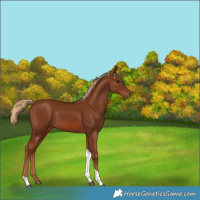 Horse Color:Chestnut Tobiano