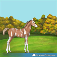Horse Color:Chestnut Sabino 