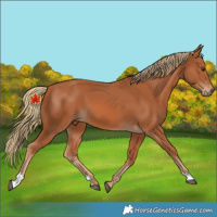 Horse Color:Chestnut 