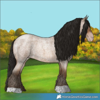 Horse Color:Gray Amber Champagne Roan 