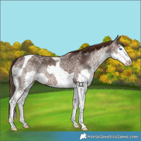Horse Color:Liver Chestnut Ice Splash Tobiano 