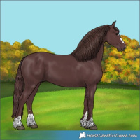 Horse Color:Chocolate Black 