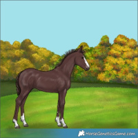 Horse Color:Chocolate Black 
