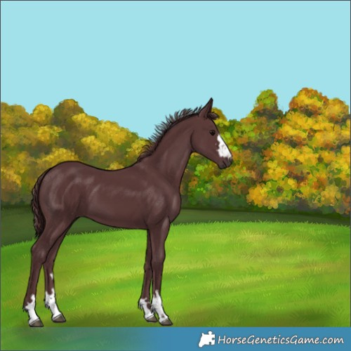 Horse Color:Chocolate Black