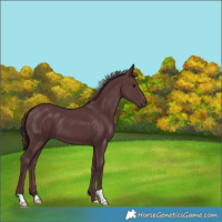 Horse Color:Chocolate Black