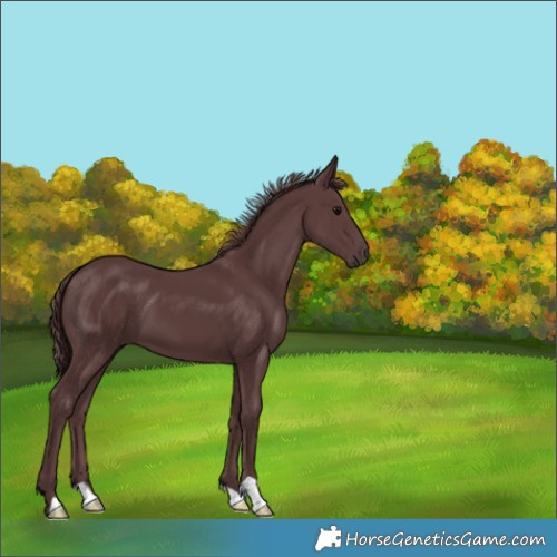 Horse Color:Chocolate Black