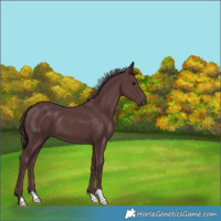 Horse Color:Chocolate Black