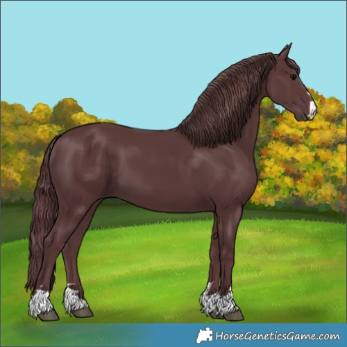 Horse Color:Chocolate Black 