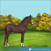 Horse Color:Chocolate Black 