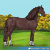 Horse Color:Chocolate Black