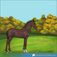 Horse Color:Chocolate Smoky Black