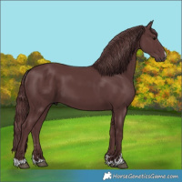 Horse Color:Chocolate Smoky Black