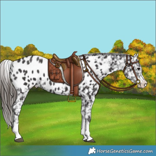 Horse Color:Smoky Black Appaloosa 