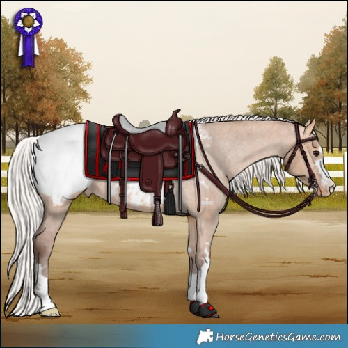 Horse Color:Silver Bay Dun Appaloosa 