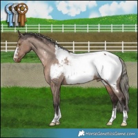 Horse Color:Liver Red Dun Mushroom Appaloosa 