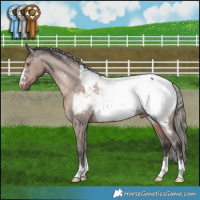 Horse Color:Liver Red Dun Mushroom Appaloosa