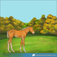 Horse Color:Gray Palomino 