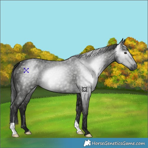 Horse Color:Gray Smoky Black 