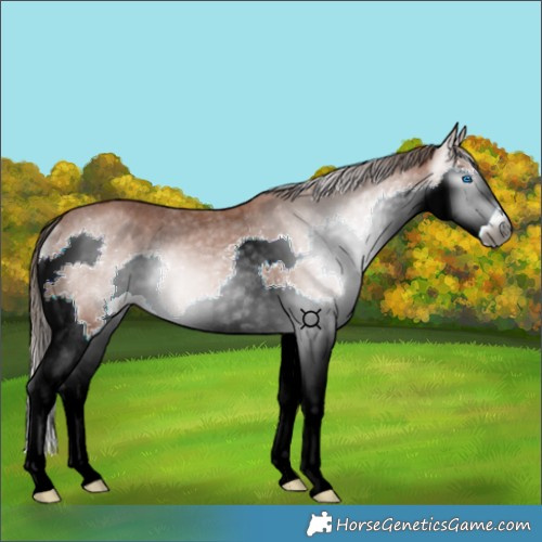 Horse Color:Gray Bay Splash Appaloosa Rabicano 