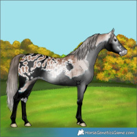 Horse Color:Gray Bay Splash Appaloosa Rabicano