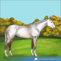 Horse Color:Gray Silver Buckskin