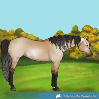 Horse Color:Gray Bay Dun 
