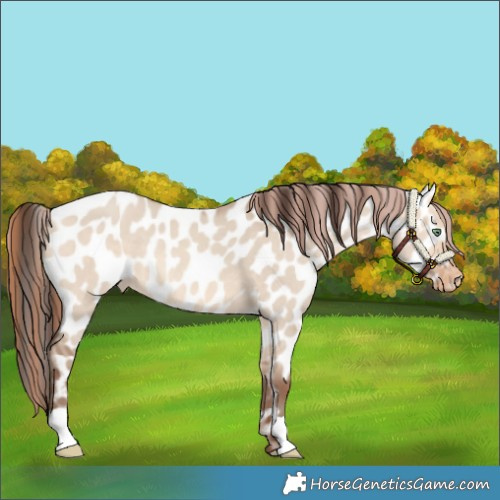 Horse Color:Amber Champagne Dun Near Leopard 