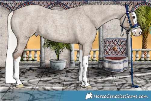 Horse Color:Silver Grullo Roan Splash