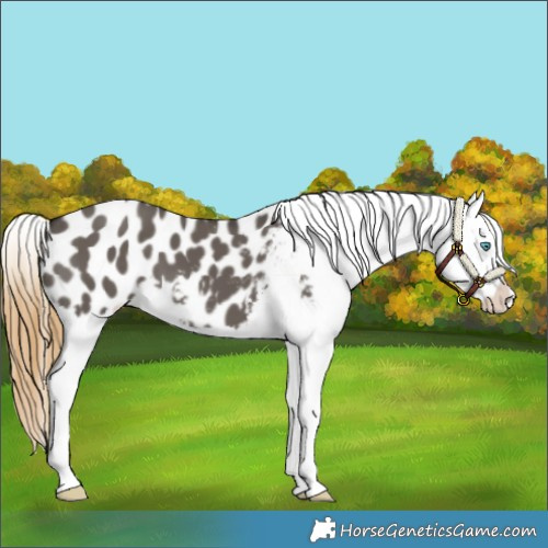 Horse Color:Smoky Grullo Splash Appaloosa