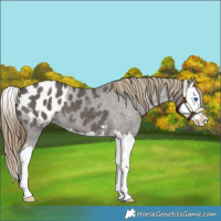 Horse Color:Smoky Grullo Splash Appaloosa 