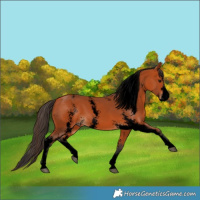 Horse Color:Void Bay Sabino
