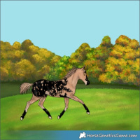 Horse Color:Void Gold Champagne Appaloosa 