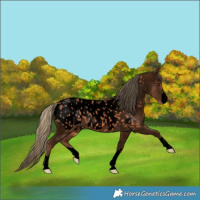 Horse Color:Void Chestnut Appaloosa 
