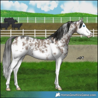 Horse Color:Liver Red Dun Sabino Splash Brindle 