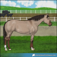 Horse Color:Liver Red Dun 