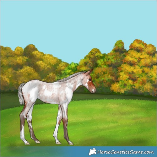 Horse Color:White Spotted Silver Bay Roan 